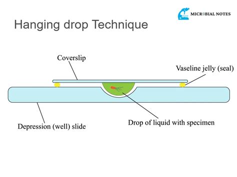 motility test hanging drop method